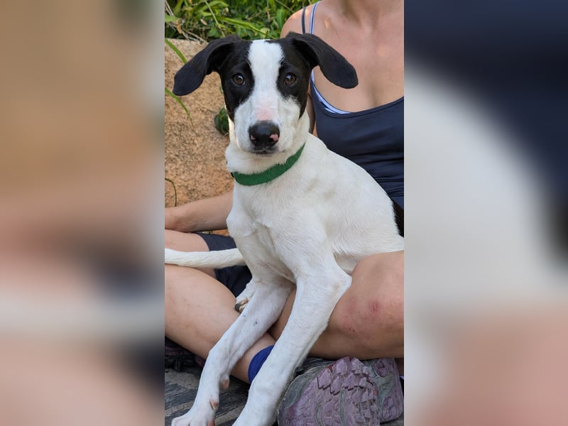 Neugieriger Junghund Figo wartet auf unserem Tierschutzhof in Portugal!
