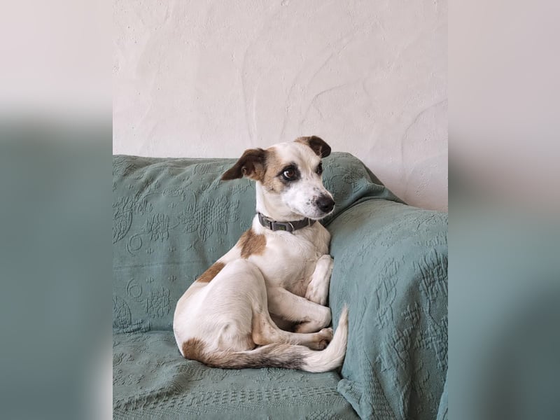 Sanfte Whippet-Mischlingshündin Yuki wartet in Portugal auf unserem Tierschutzhof!