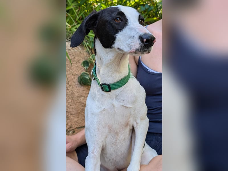Neugieriger Junghund Figo wartet auf unserem Tierschutzhof in Portugal!