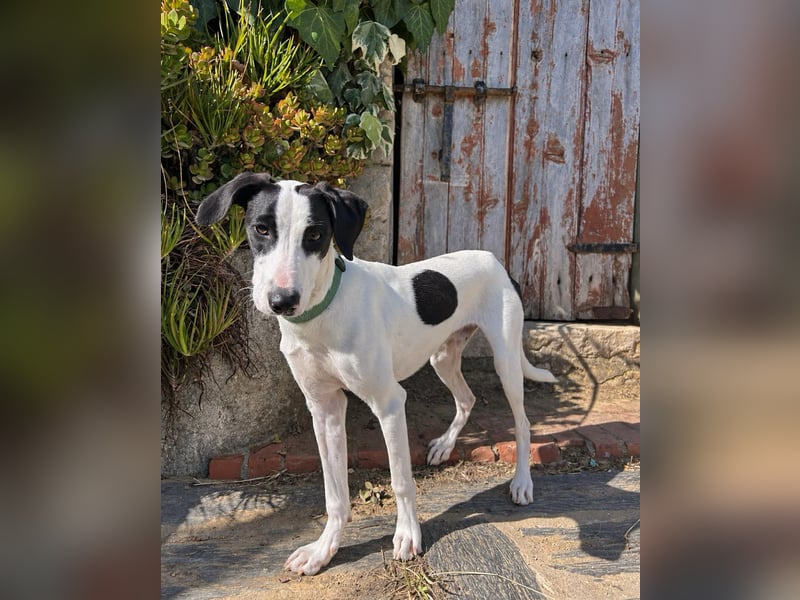 Neugieriger Junghund Figo wartet auf unserem Tierschutzhof in Portugal!