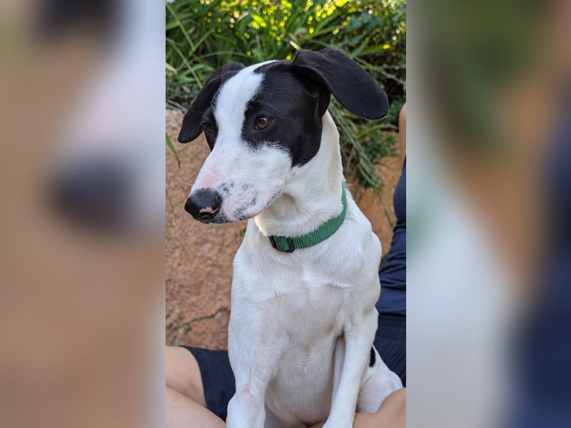Neugieriger Junghund Figo wartet auf unserem Tierschutzhof in Portugal!