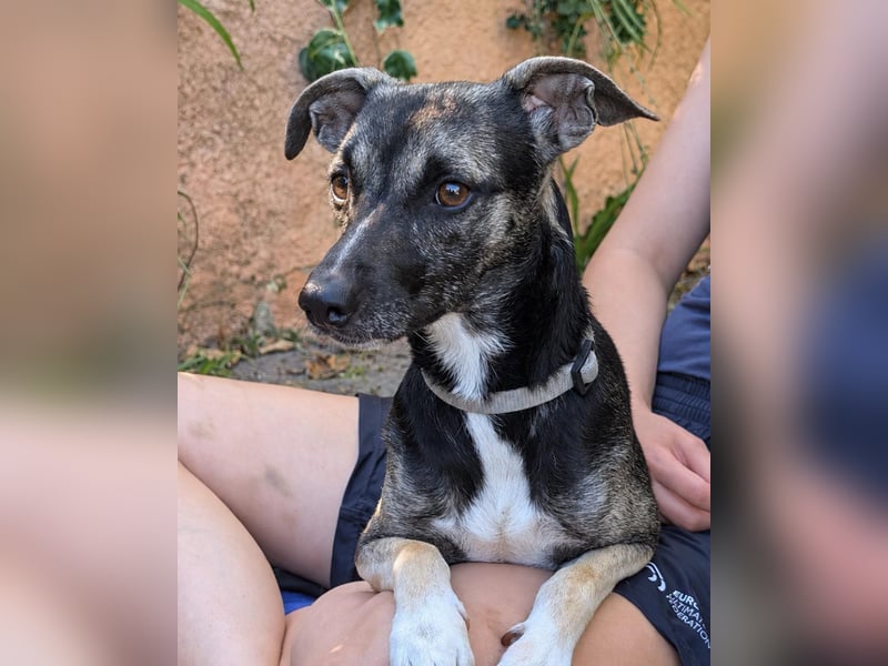Zarter Junghund Neo wartet in Portugal auf unserem Tierschutzhof!