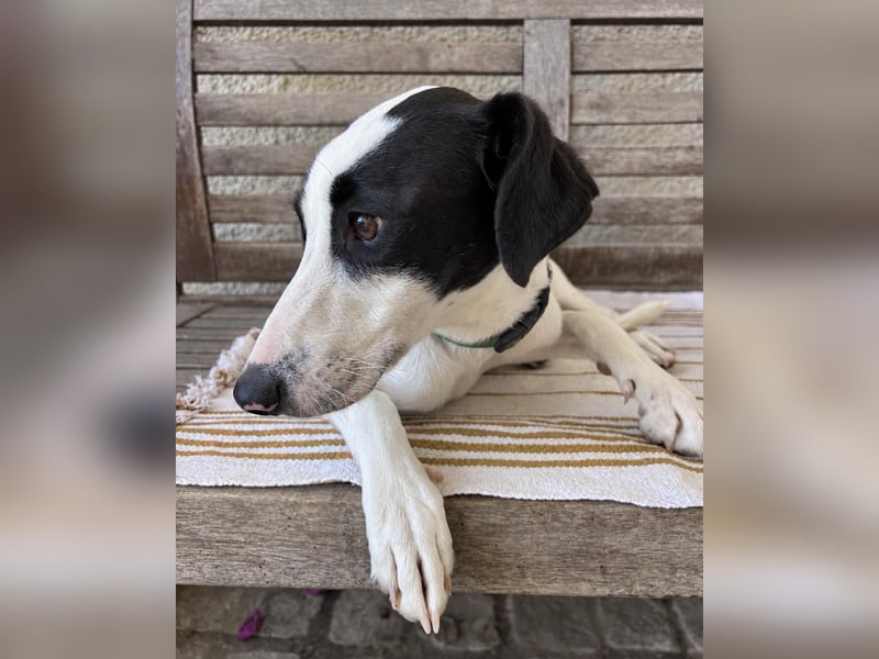 Neugieriger Junghund Figo wartet auf unserem Tierschutzhof in Portugal!