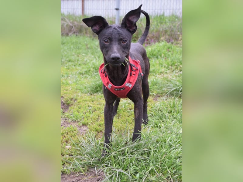 Pandora - bezaubernde Hündin die voller Energie & Tatendrang ist