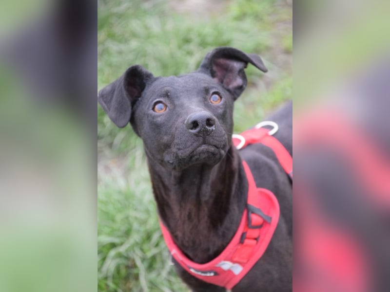 Pandora - bezaubernde Hündin die voller Energie & Tatendrang ist