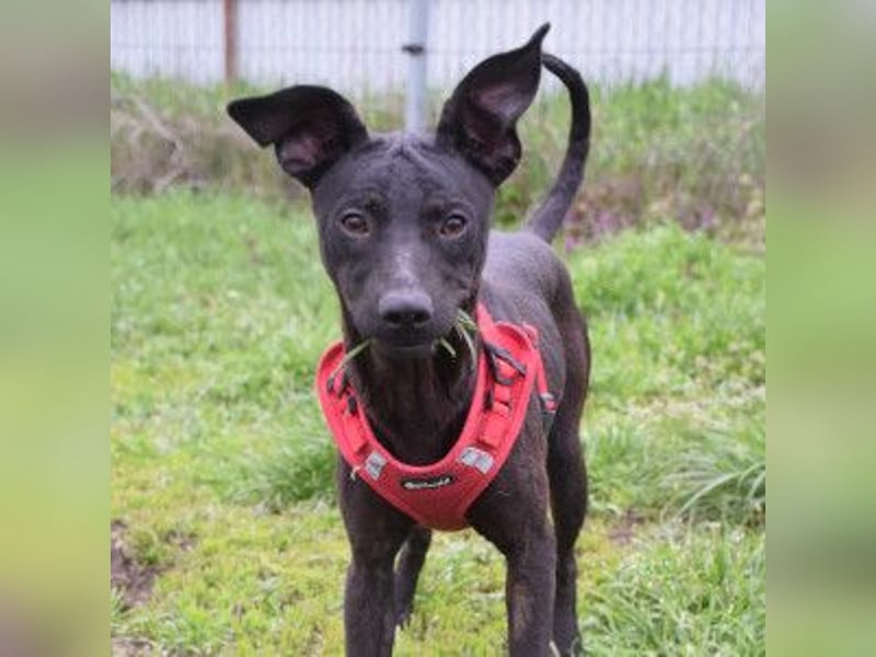 Pandora - bezaubernde Hündin die voller Energie & Tatendrang ist