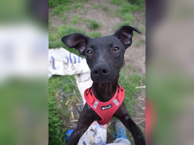 Pandora - bezaubernde Hündin die voller Energie & Tatendrang ist