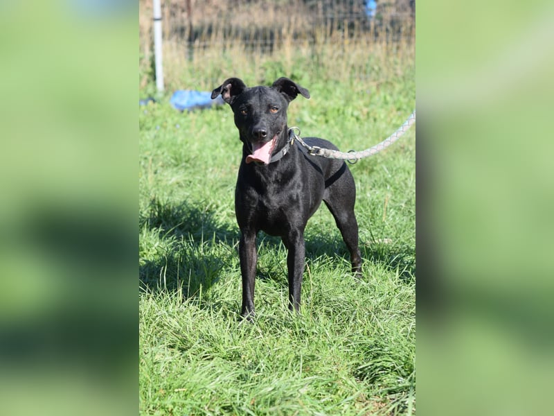 Pandora - bezaubernde Hündin die voller Energie & Tatendrang ist