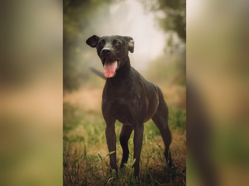 Pandora - bezaubernde Hündin die voller Energie & Tatendrang ist