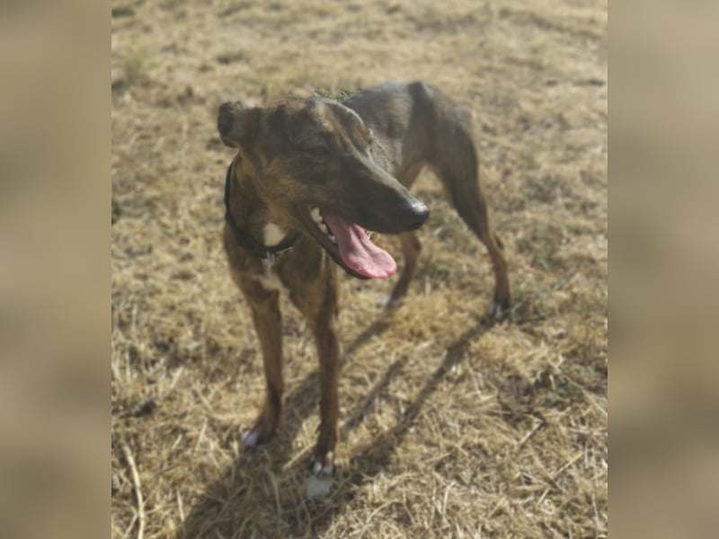 Whippet - ein fröhlicher Wirbelwind sucht sein großes Glück!