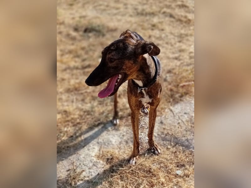 Whippet - ein fröhlicher Wirbelwind sucht sein großes Glück!