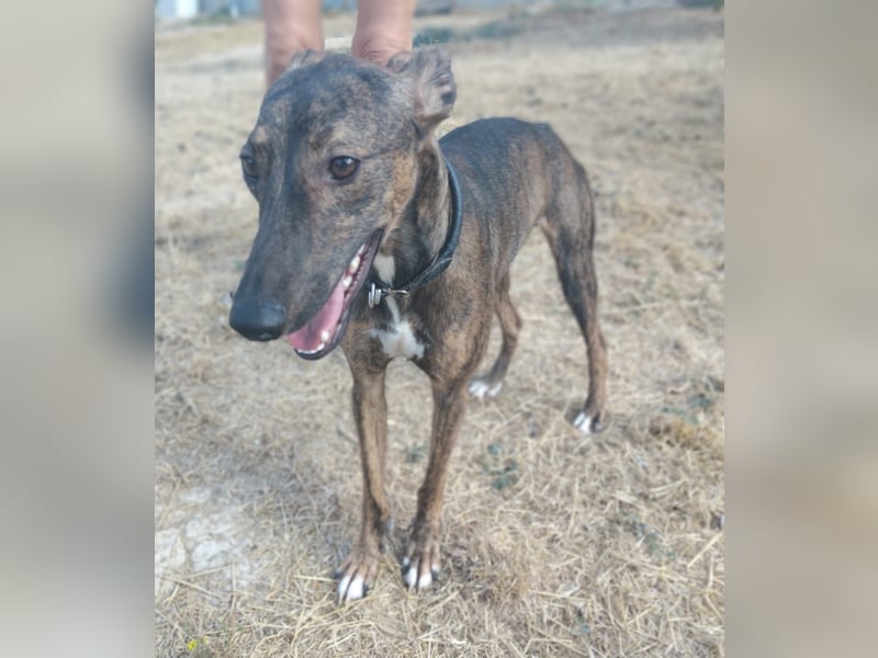 Whippet - ein fröhlicher Wirbelwind sucht sein großes Glück!