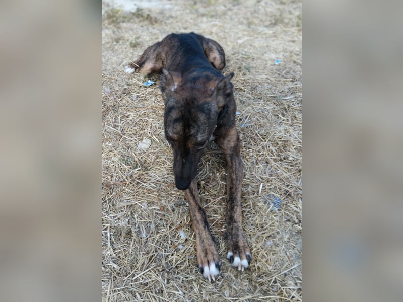 Whippet - ein fröhlicher Wirbelwind sucht sein großes Glück!