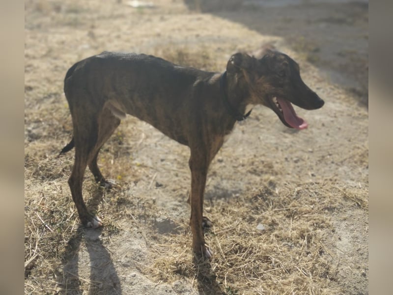 Whippet - ein fröhlicher Wirbelwind sucht sein großes Glück!
