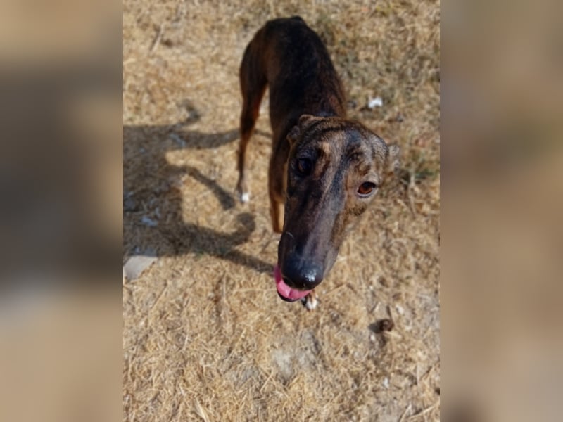 Whippet - ein fröhlicher Wirbelwind sucht sein großes Glück!