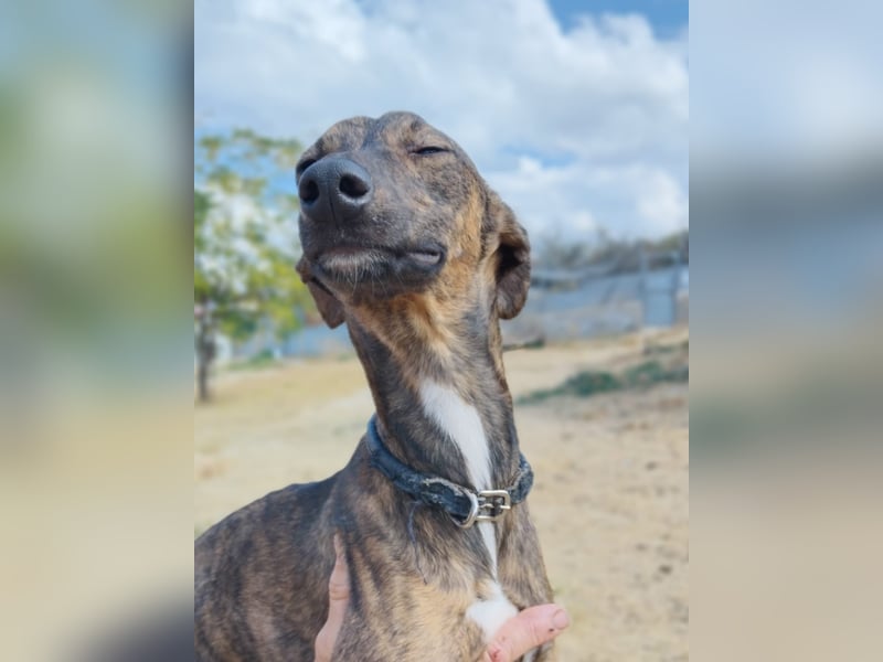 Whippet - ein fröhlicher Wirbelwind sucht sein großes Glück!