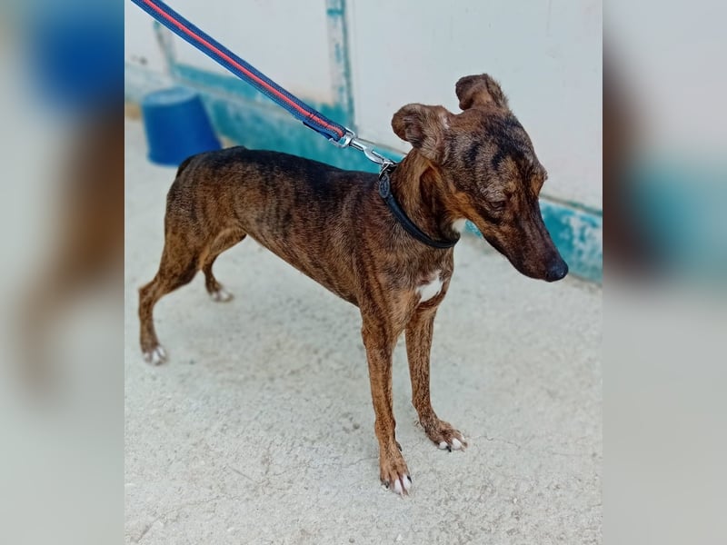 Whippet - ein fröhlicher Wirbelwind sucht sein großes Glück!