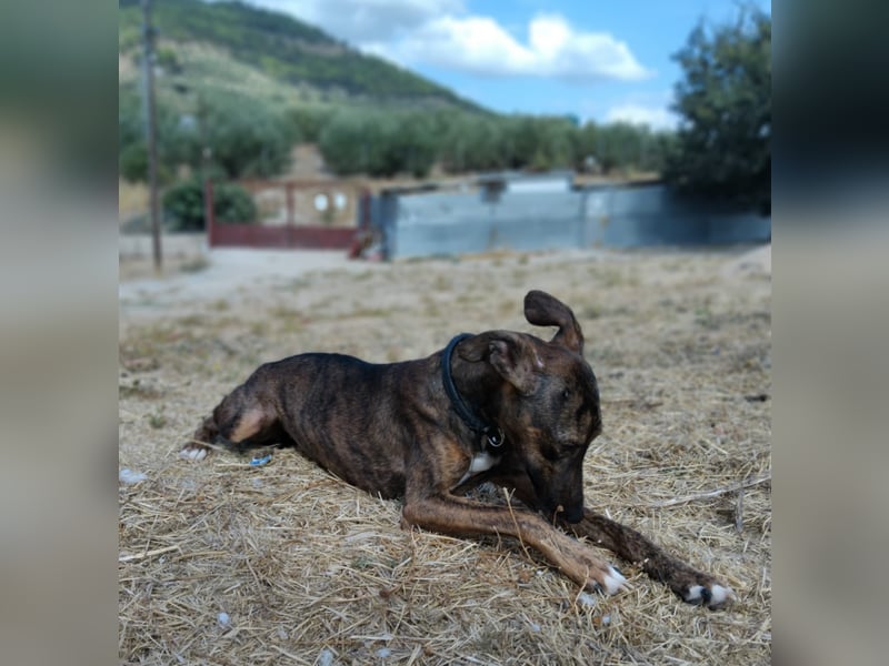 Whippet - ein fröhlicher Wirbelwind sucht sein großes Glück!