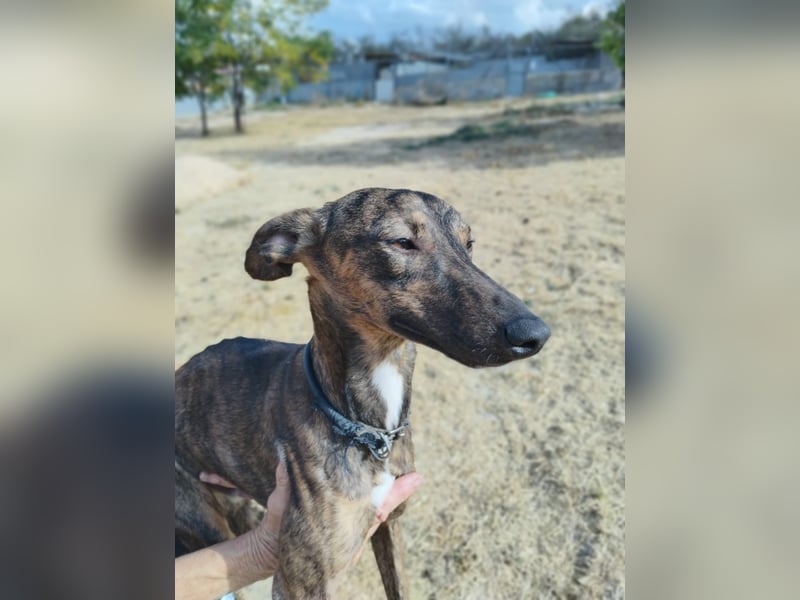 Whippet - ein fröhlicher Wirbelwind sucht sein großes Glück!