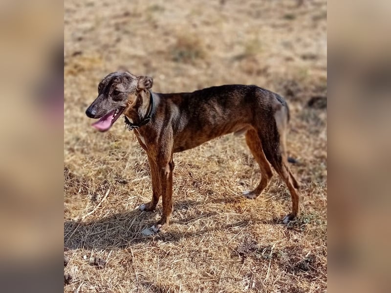 Whippet - ein fröhlicher Wirbelwind sucht sein großes Glück!