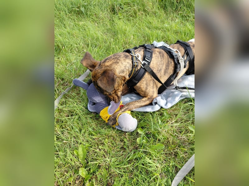 Cosmo, geb. 09/2023, 49 cm möchte entdeckt werden (Pflegestelle Deutschland)