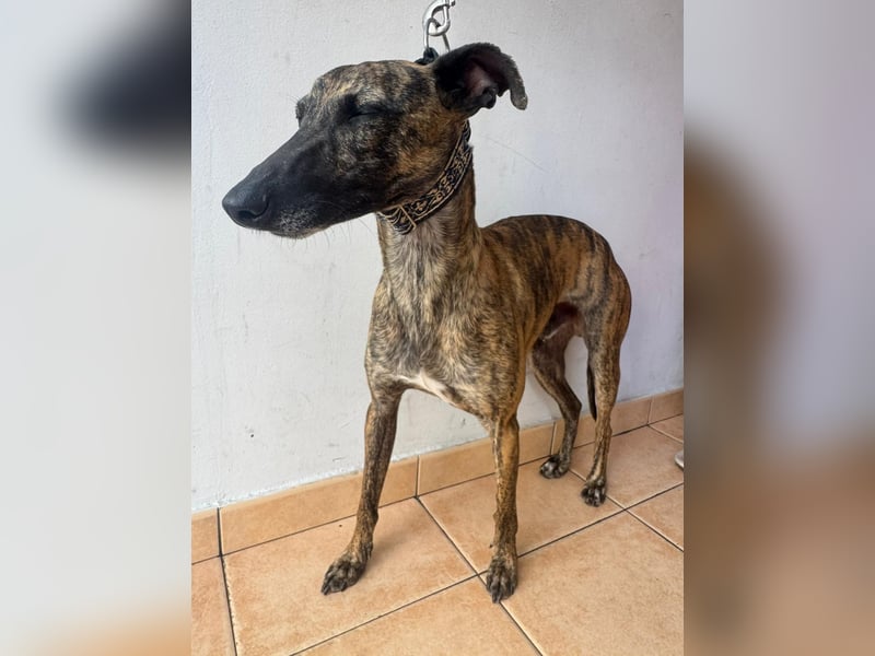 Zuckersüßer Whippet sucht dich!!!