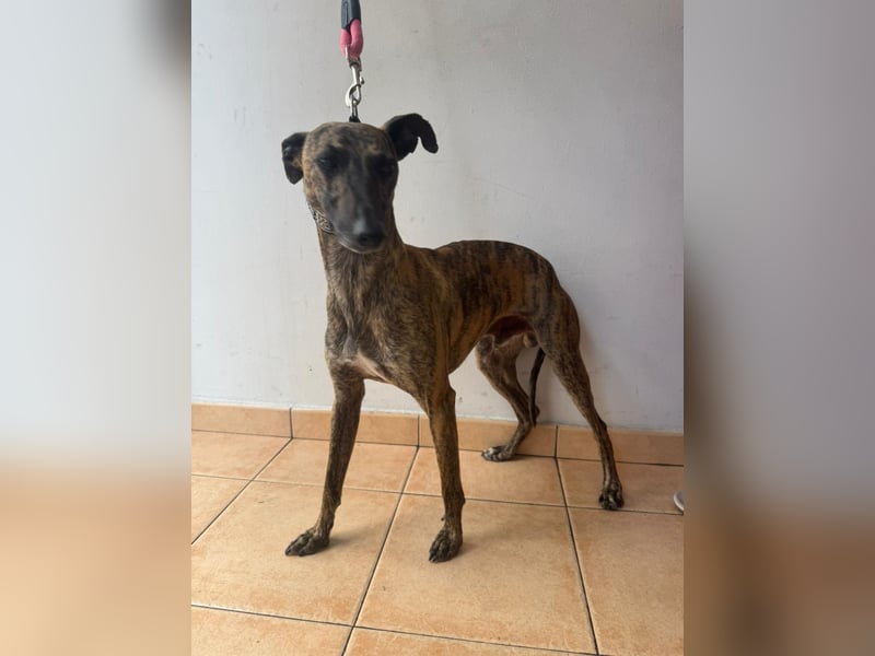 Zuckersüßer Whippet sucht dich!!!