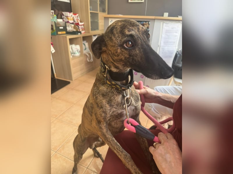 Zuckersüßer Whippet sucht dich!!!