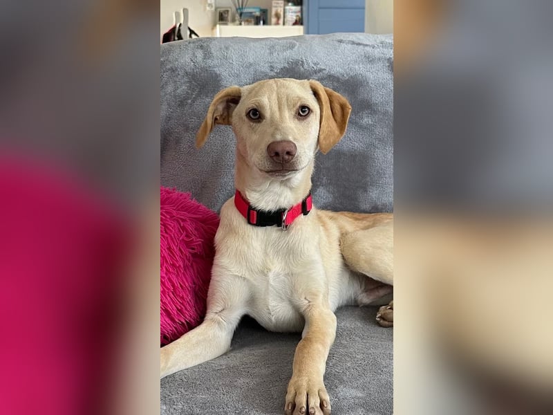 Wunderschöner Whippet ähnl. Jungrüde, 6Mon., gepflegt