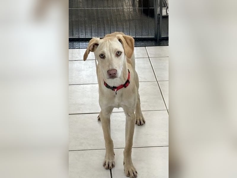 Wunderschöner Whippet ähnl. Jungrüde, 6Mon., gepflegt