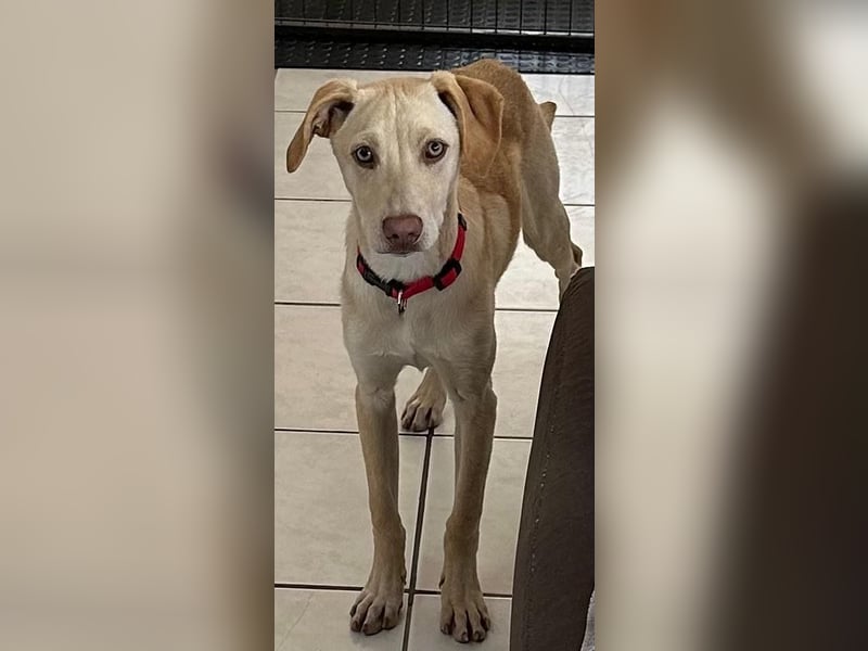 Wunderschöner Whippet ähnl. Jungrüde, 6Mon., gepflegt