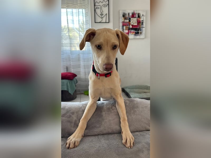 Wunderschöner Whippet ähnl. Jungrüde, 6Mon., gepflegt