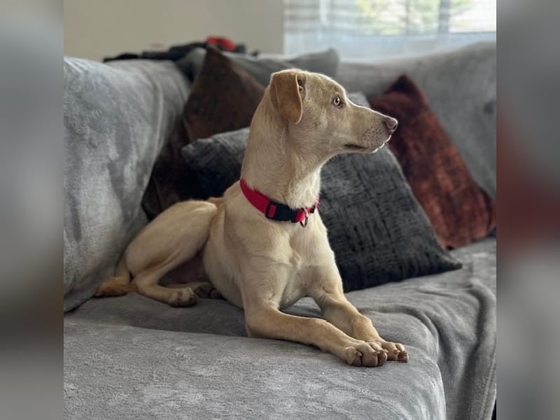 Wunderschöner Whippet ähnl. Jungrüde, 6Mon., gepflegt