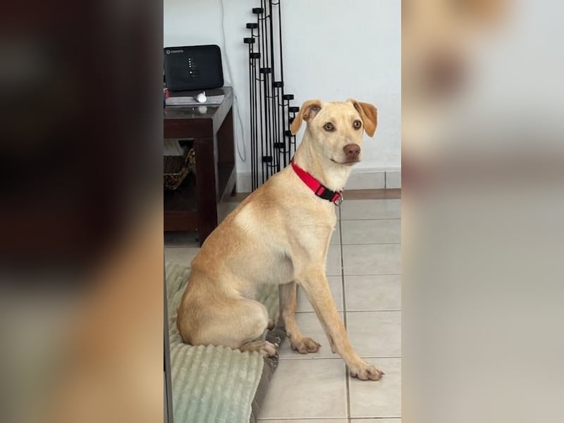 Wunderschöner Whippet ähnl. Jungrüde, 6Mon., gepflegt