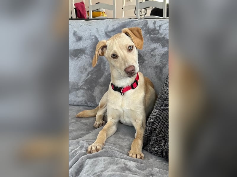 Wunderschöner Whippet ähnl. Jungrüde, 6Mon., gepflegt