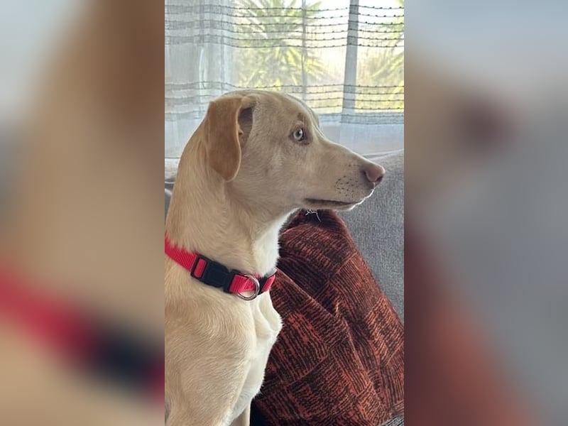 Wunderschöner Whippet ähnl. Jungrüde, 6Mon., gepflegt