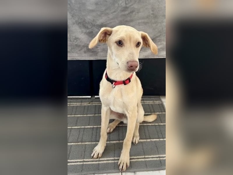 Wunderschöner Whippet ähnl. Jungrüde, 6Mon., gepflegt