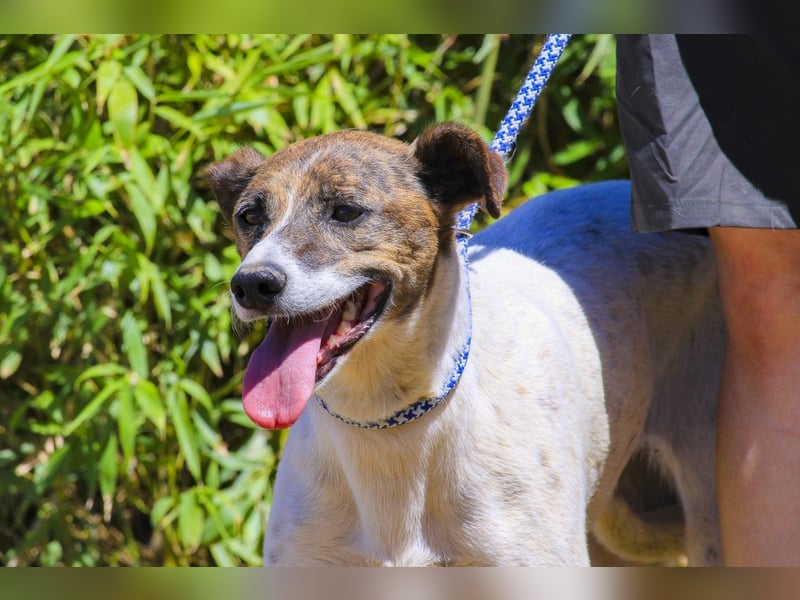 ♦️ CRIS - über  1  Jahr im Tierheim in Portugal  ♦️ Das ist lang genug !