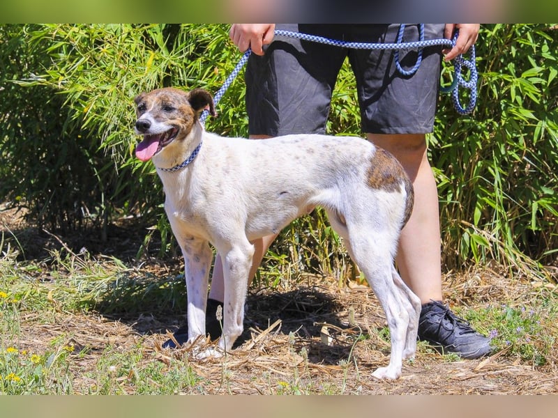 ♦️ CRIS - über  1  Jahr im Tierheim in Portugal  ♦️ Das ist lang genug !