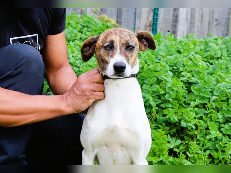 ♦️ CRIS - über  1  Jahr im Tierheim in Portugal  ♦️ Das ist lang genug !