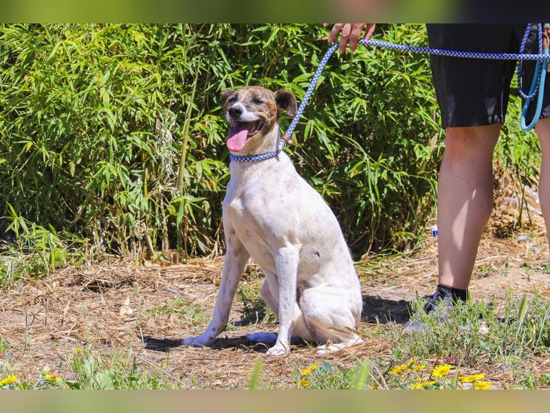 ♦️ CRIS - über  1  Jahr im Tierheim in Portugal  ♦️ Das ist lang genug !