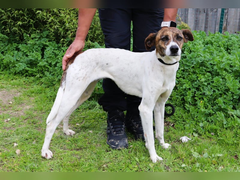 ♦️ CRIS - über  1  Jahr im Tierheim in Portugal  ♦️ Das ist lang genug !