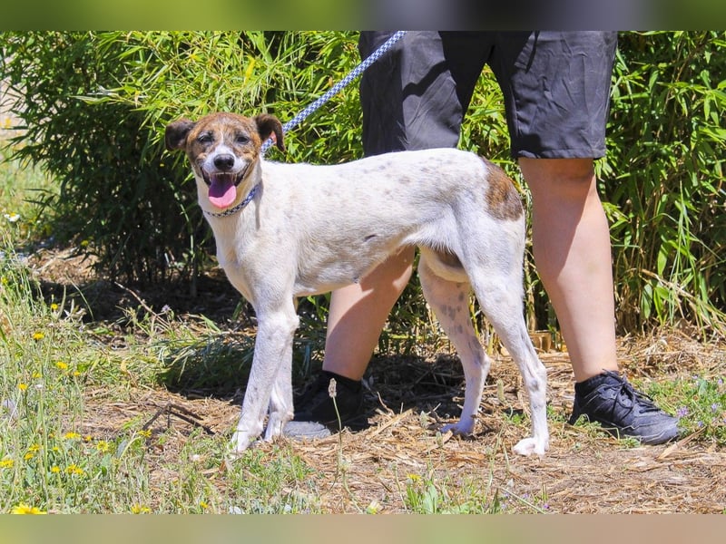 ♦️ CRIS - über  1  Jahr im Tierheim in Portugal  ♦️ Das ist lang genug !