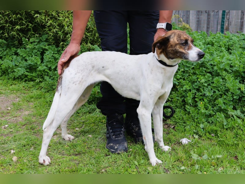 ♦️ CRIS - über  1  Jahr im Tierheim in Portugal  ♦️ Das ist lang genug !