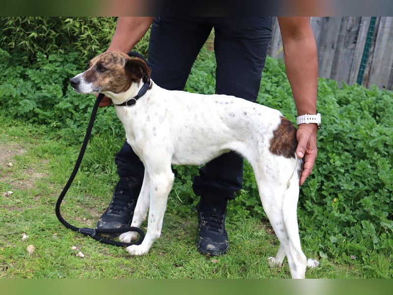 ♦️ CRIS - über  1  Jahr im Tierheim in Portugal  ♦️ Das ist lang genug !