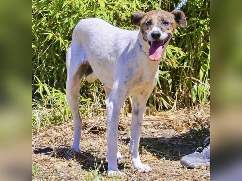 ♦️ CRIS - über  1  Jahr im Tierheim in Portugal  ♦️ Das ist lang genug !