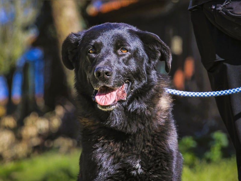 JASON ▪️ STORM | 2 von ~650 Hunden in der Cantinho da Milu