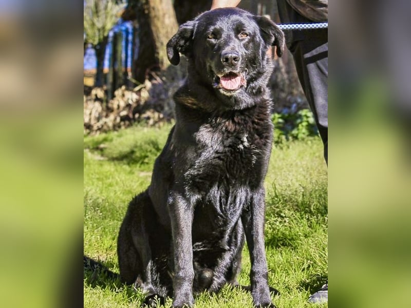 JASON ▪️ STORM | 2 von ~650 Hunden in der Cantinho da Milu