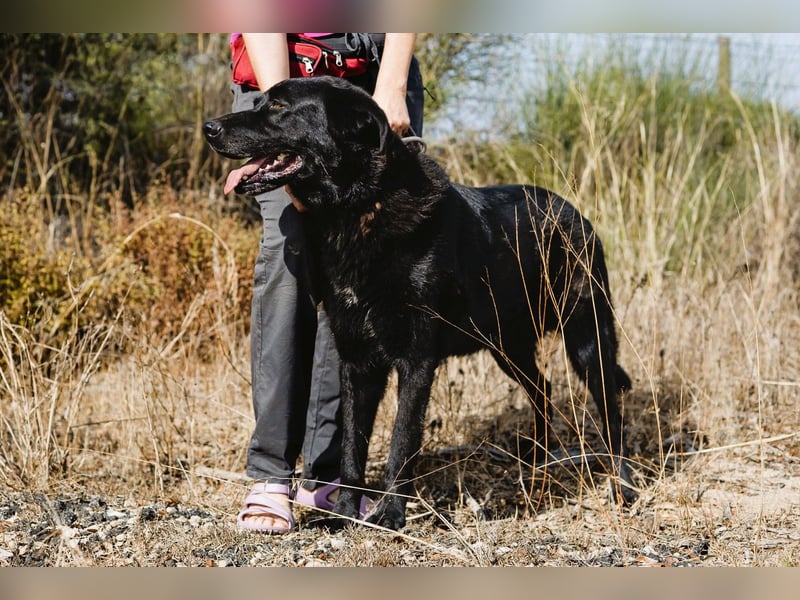 JASON ▪️ STORM | 2 von ~650 Hunden in der Cantinho da Milu