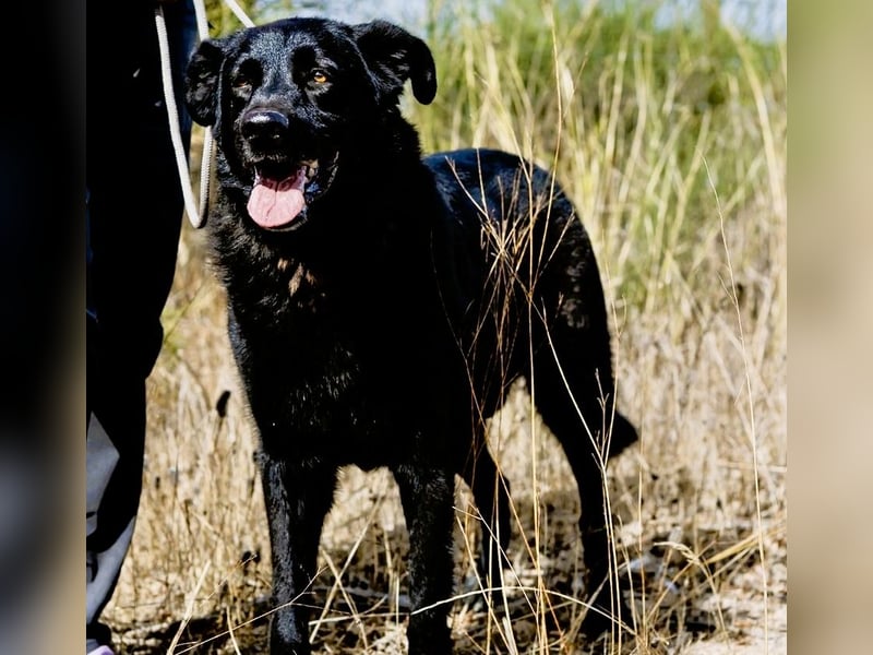 JASON ▪️ STORM | 2 von ~650 Hunden in der Cantinho da Milu